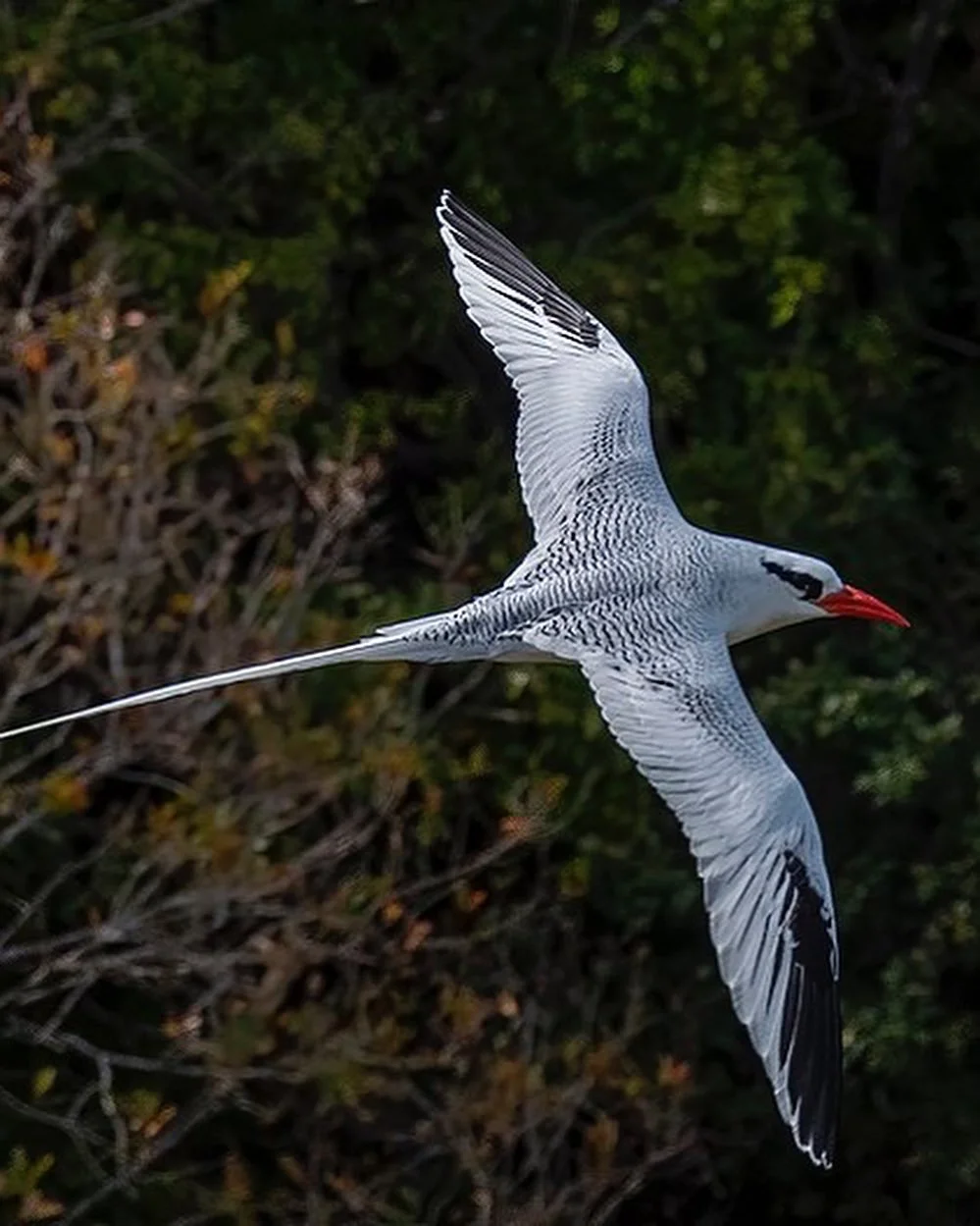 882 A4 B F1 1656 433 F Ae A4 933 D C89 Af A81